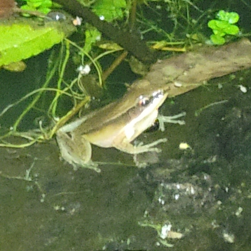 Doni Golden-Backed Frog
