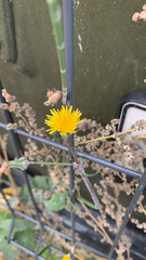 Sonchus oleraceus