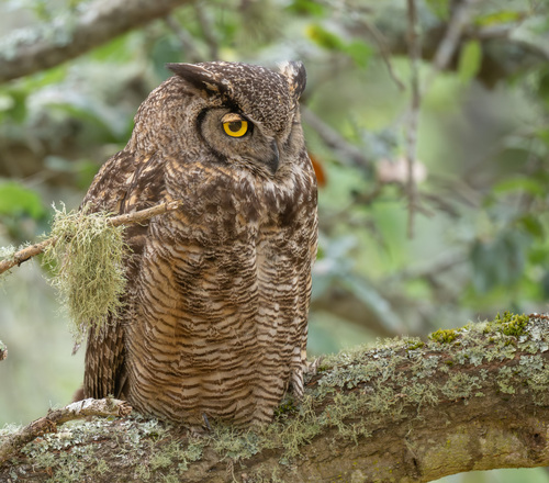 View observation of {o.common_name} on iNaturalist