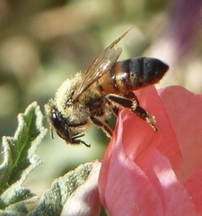 Apis mellifera