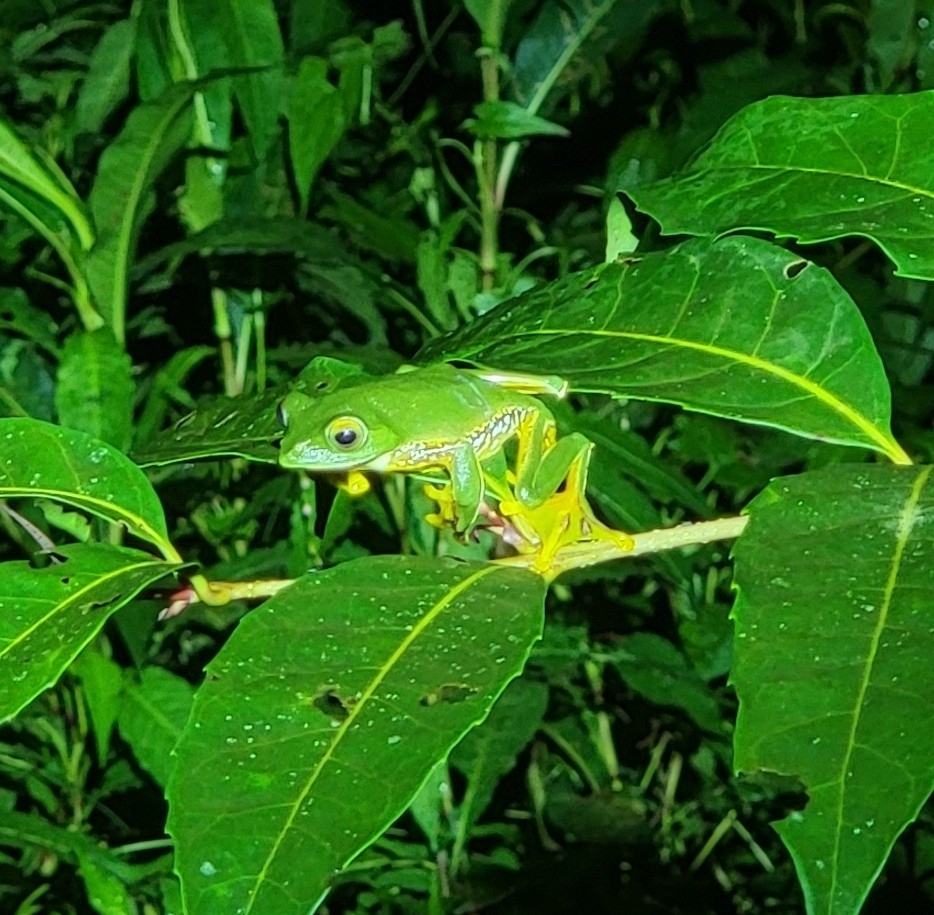 Anamalai Tree Frog