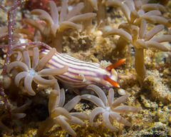 Hypselodoris maridadilus