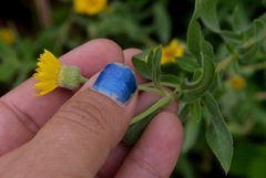 Heterotheca camporum