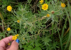 Heterotheca camporum