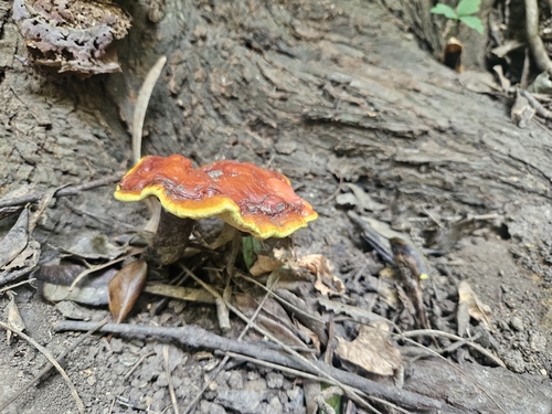 Ganoderma