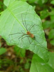 Leiobunum politum