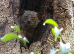 Lepilemur randrianasoloi