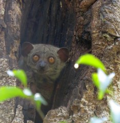Lepilemur randrianasoloi