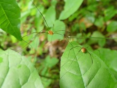 Leiobunum politum