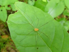 Leiobunum politum