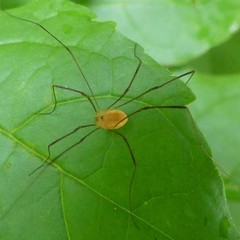 Leiobunum politum