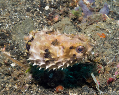 Cyclichthys orbicularis