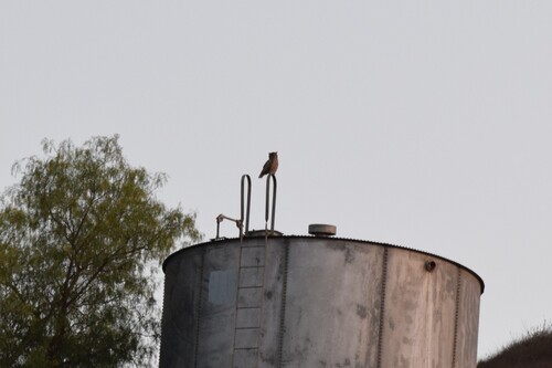 View observation of {o.common_name} on iNaturalist