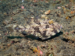 Pseudomonacanthus macrurus