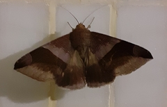 Bastilla