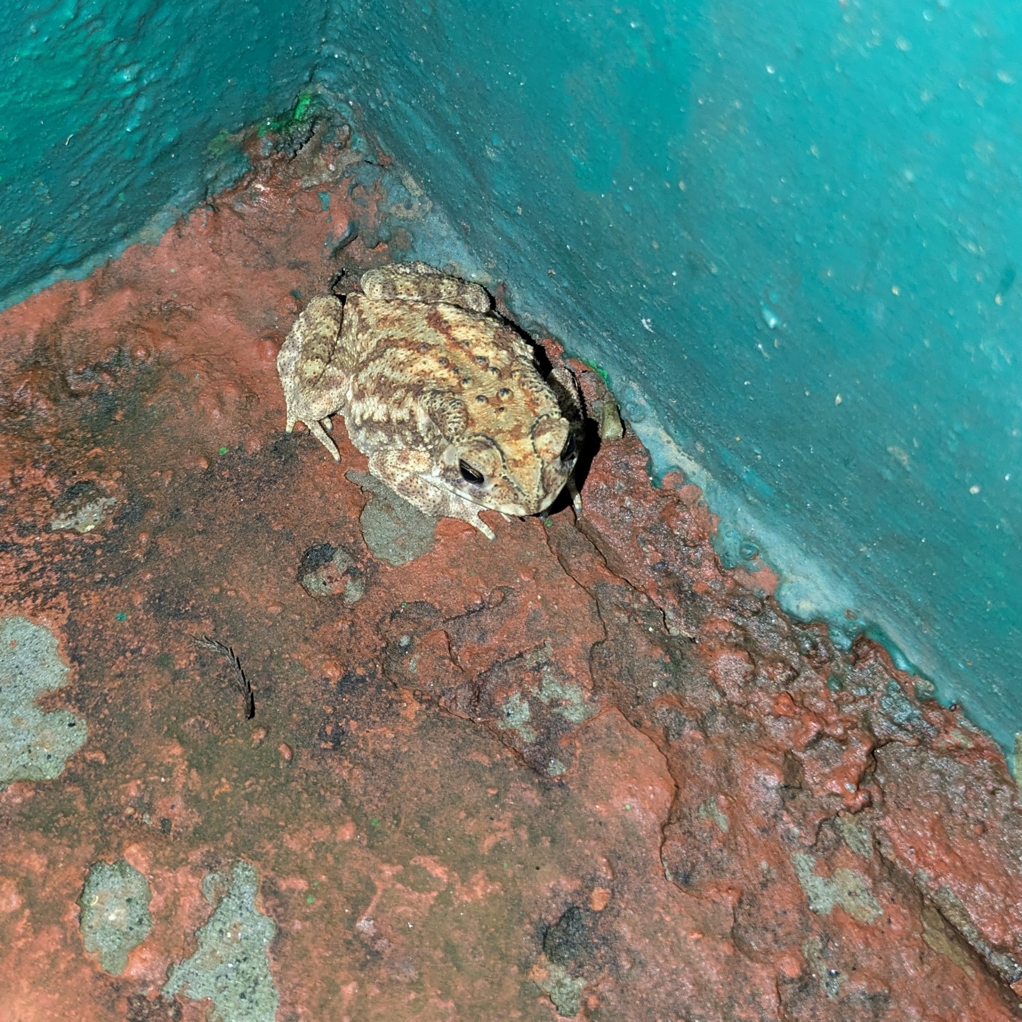Indian Common True Toad