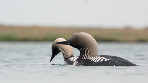 Pacific Loon, photo 7 of 9