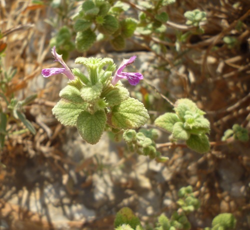 Ballota saxatilis (Ballota saxatilis)