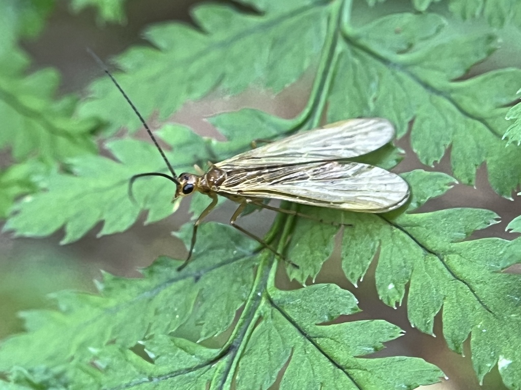 Brachypanorpa jeffersoni