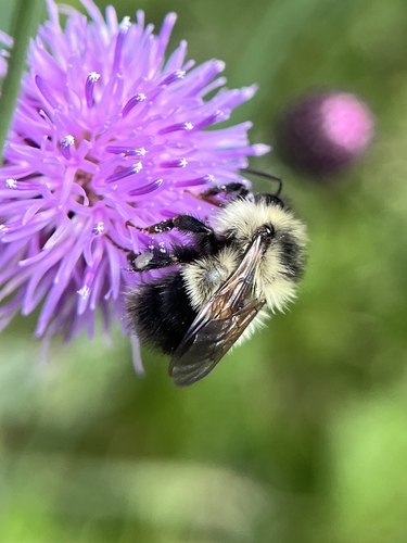 Sanderson's Bumble Bee photo 4
