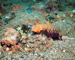 Odontodactylus scyllarus