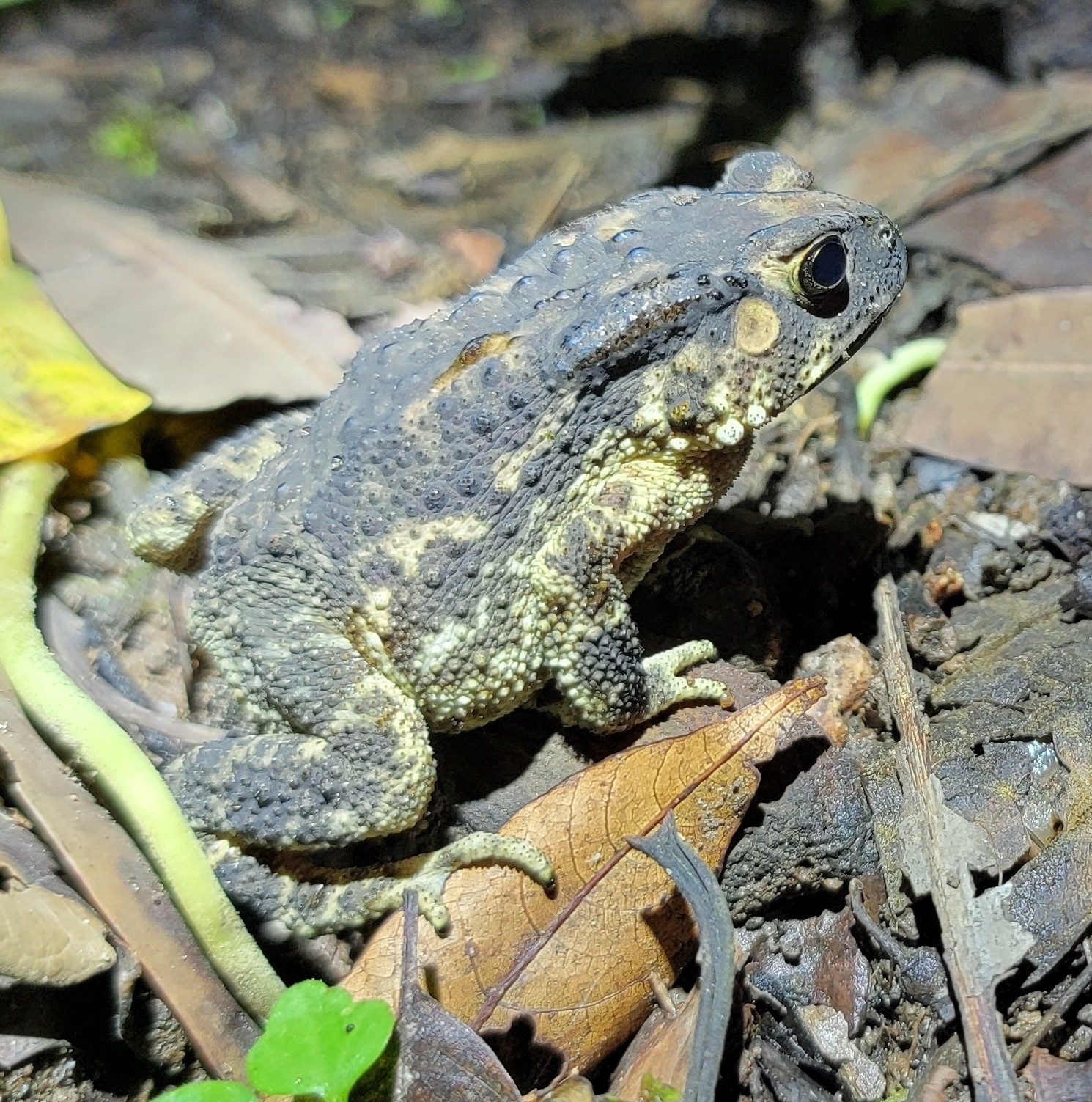 Indian Common True Toad