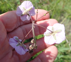 Heliophila rigidiuscula