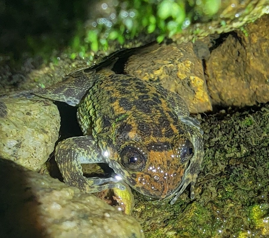 Meowing Wrinkled Frog