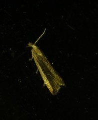 Bactra maiorina