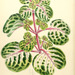 Bloodleaf - Photo (c) Biodiversity Heritage Library, some rights reserved (CC BY)