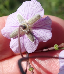 Heliophila rigidiuscula