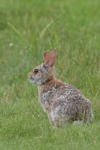 New England Cottontail observed by pickin
