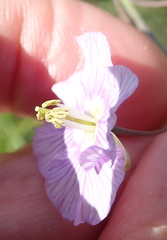 Heliophila rigidiuscula