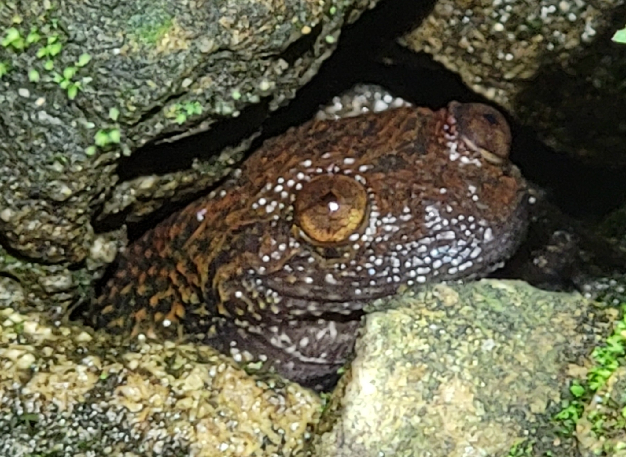 Spinular Wrinkled Frog