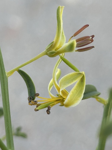 naked spiderflower (Carsonia sparsifolia)
