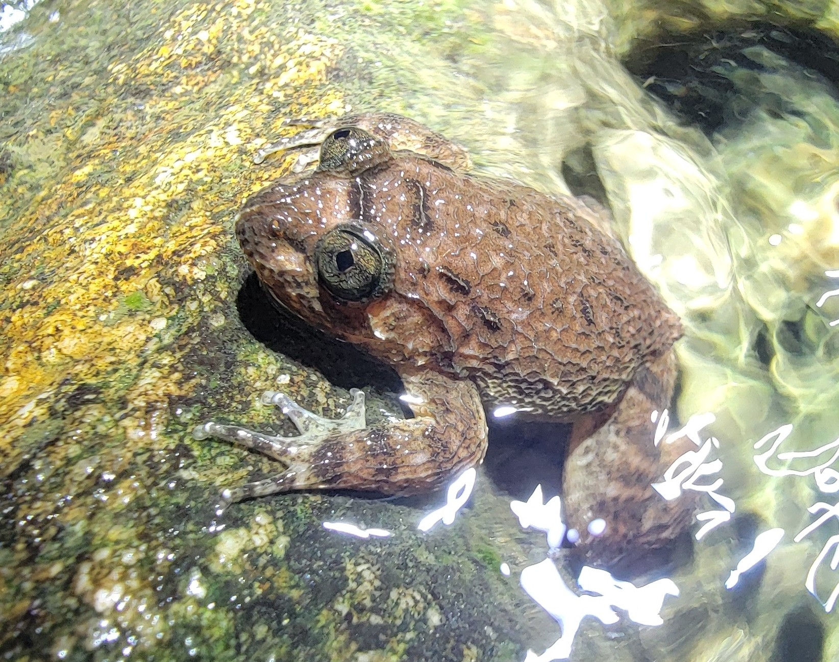 Meowing Wrinkled Frog