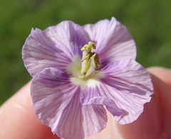 Heliophila rigidiuscula