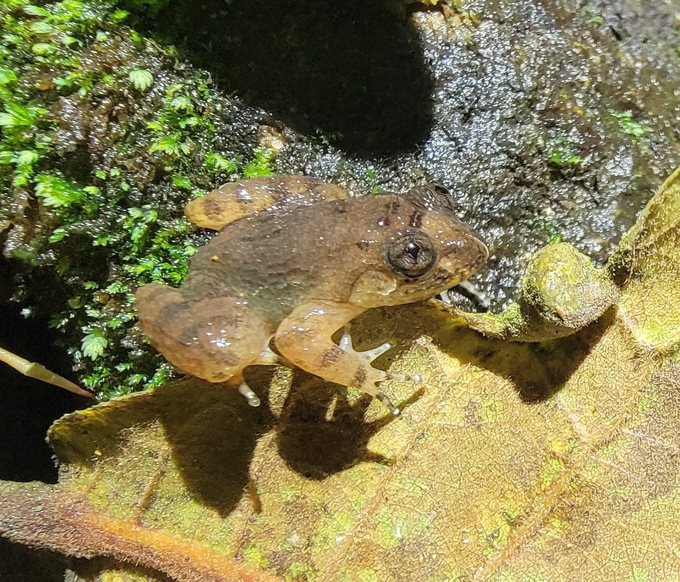 Meowing Wrinkled Frog