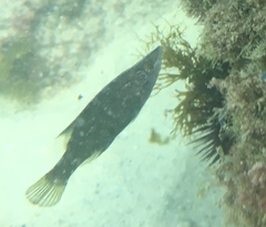 Symphodus rostratus