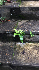 Asplenium scolopendrium