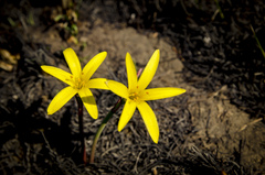 Cyrtanthus breviflorus