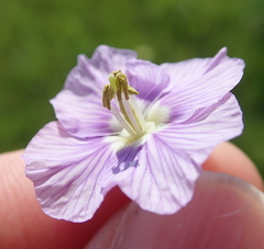 Heliophila rigidiuscula