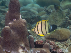 Chaetodon octofasciatus