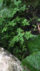 Geranium robertianum