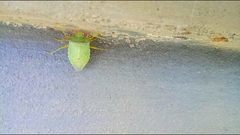 Chlorocoris rufopictus