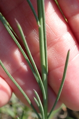 Heliophila rigidiuscula