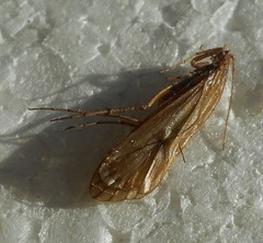 Drusinae
