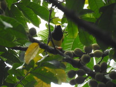 Melanochlora sultanea