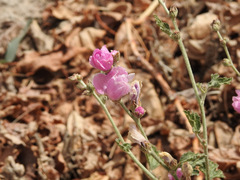 Sphaeralcea mendocina