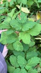 Aegopodium podagraria